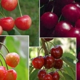 Sorte trešanja: za ural, moskovsku oblast, samooplodne, male